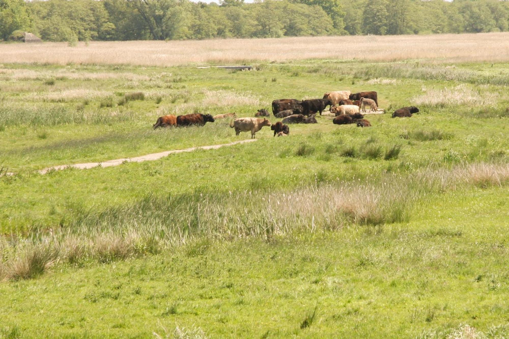 Boerenhofstede De Overhorn วีสป์ ห้อง รูปภาพ